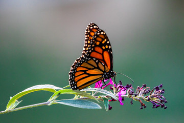 Ingelijste posters Voor haar Vlinder rustend op bloeiende bloem  © Eric
