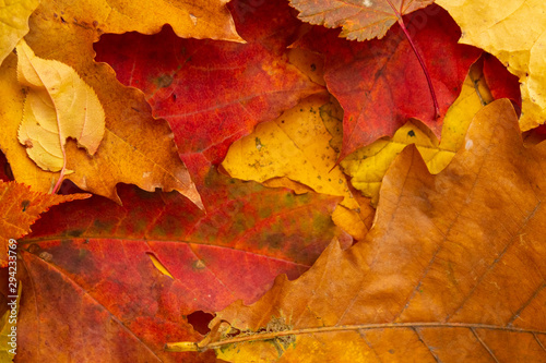 Autumn. Yellow leaves. texture  background.