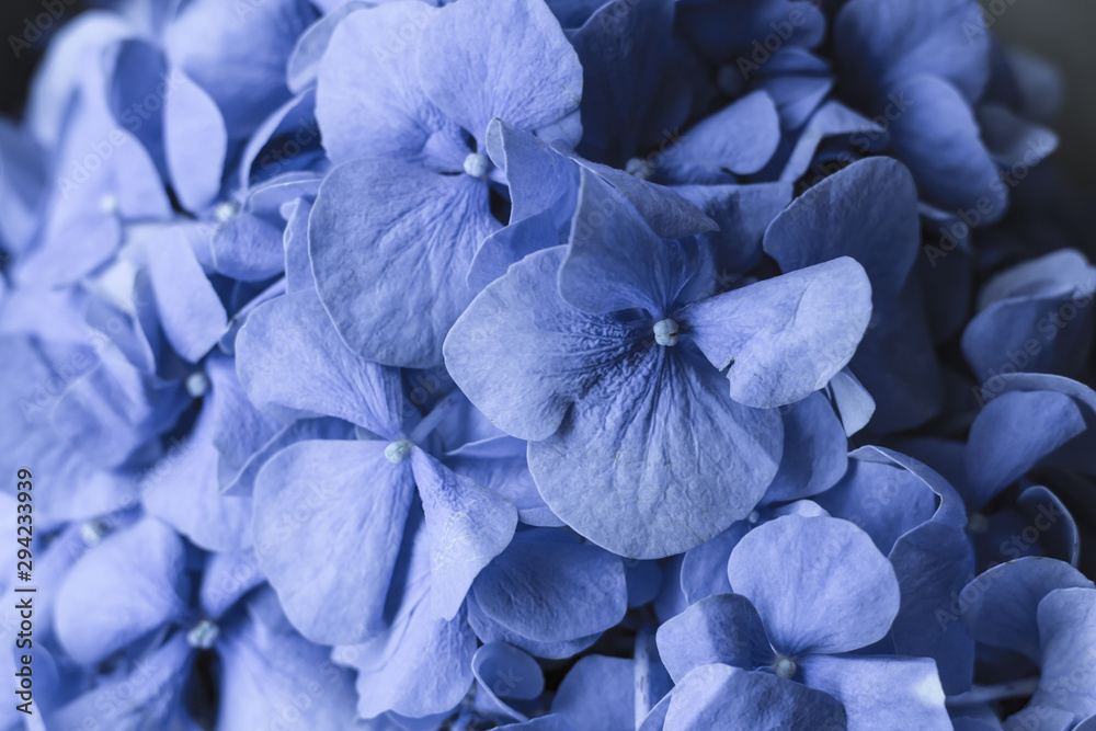 Delicate blue hydrangea flower close-up