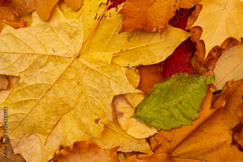 Autumn. Yellow leaves. texture, background.