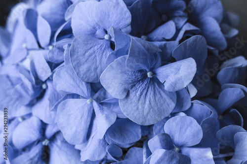 Delicate blue hydrangea flower close-up © Black_Cherry_Spb