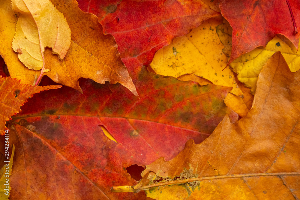 Autumn. Yellow leaves. texture, background.