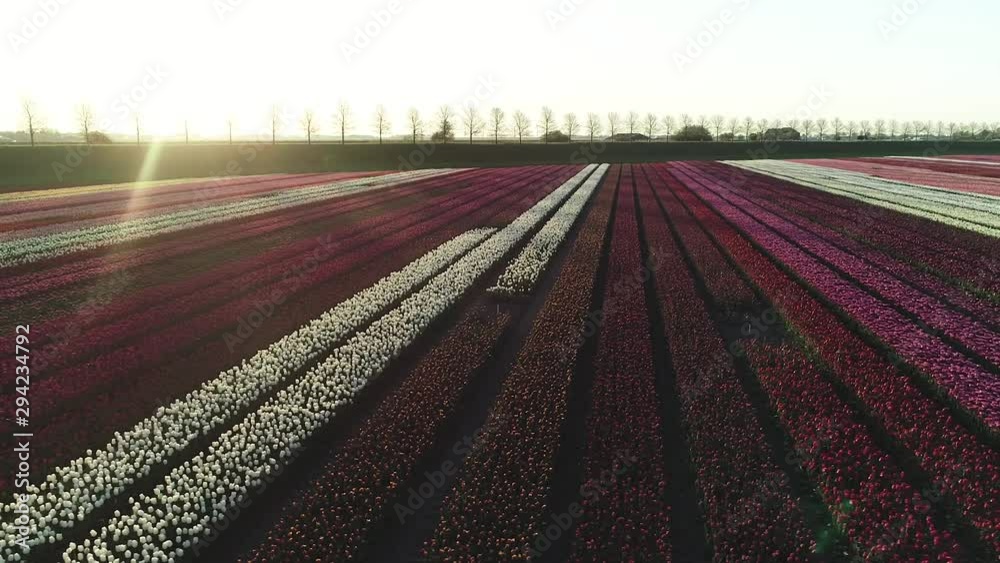 Tulip Fields - Schermerhoorn, Netherlands. Aerial shot. Sunrise. Tulip Fields - Schermerhoorn, Netherlands. Aerial shot. Sunrise.