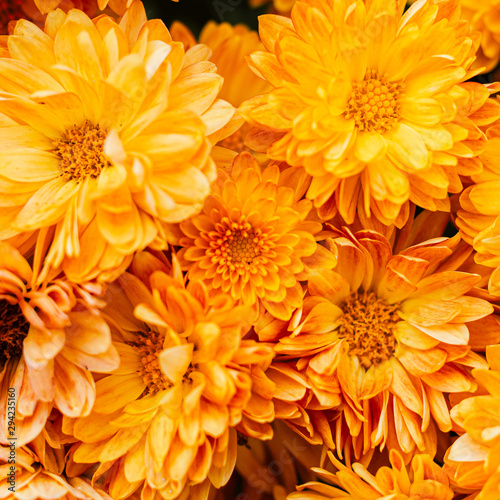 Fresh bright chrysanthemums. Japanese  korean style. Background for a beautiful greeting card.