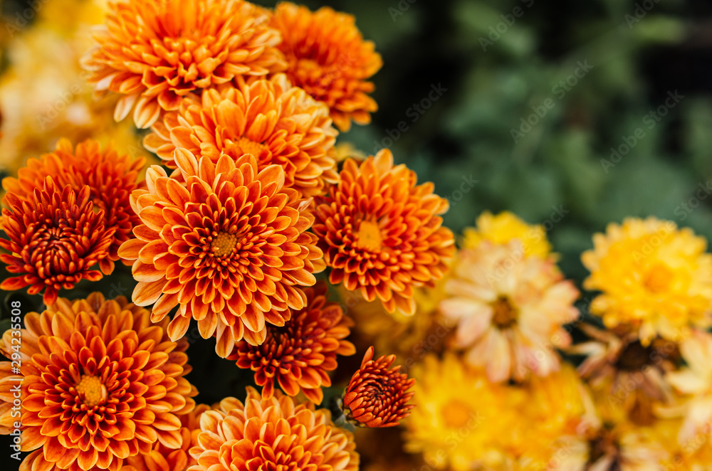 Fresh bright chrysanthemums. Japanese, korean style. Background for a beautiful greeting card.