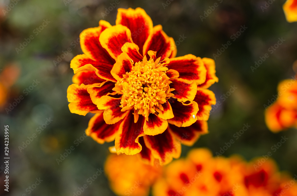 Fresh bright chrysanthemums. Japanese, korean style. Background for a beautiful greeting card. Fresh bright chrysanthemums. Japanese, korean style. Background for a beautiful greeting card.