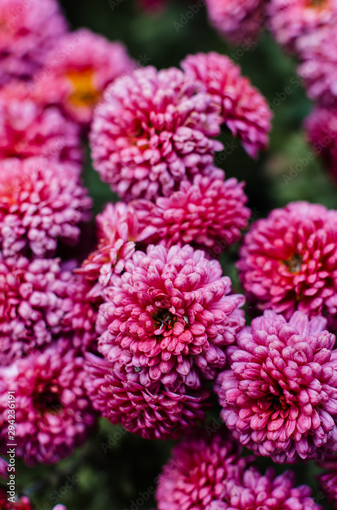 Obraz premium Fresh bright chrysanthemums. Japanese, korean style. Background for a beautiful greeting card.