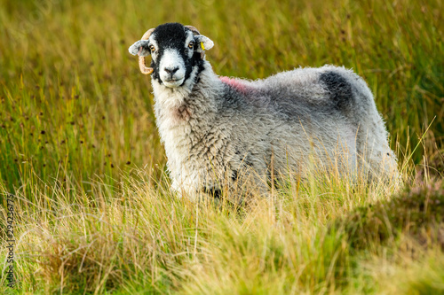 Swaledale sheep, a ewe or female sheep stood in rough pasture land in Yorkshire Dales, England..  Facing forward.  Horizontal.  Space for copy.  Swaledale sheep are native to North Yorkshire.. © Moorland Roamer