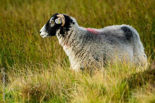 Swaledale sheep, a ewe or female sheep stood in rough pasture land in Yorkshire Dales, UK.  Facing left. Horizontal.  Space for copy.  Swaledale sheep are native to North Yorkshire