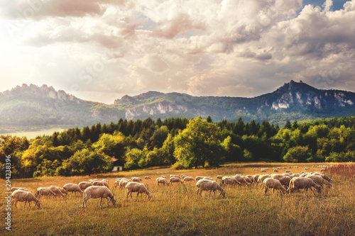 Meadow with sheep during sunset  Slovakia