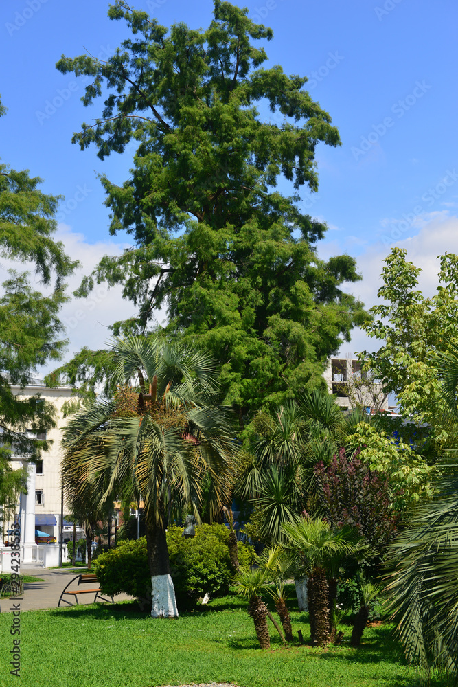 Exotic trees in Batumi Youth Park 