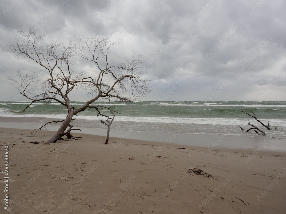 Kahler Baum am Weststrand bei stürmischem Wetter Kahler Baum am Weststrand bei stürmischem Wetter