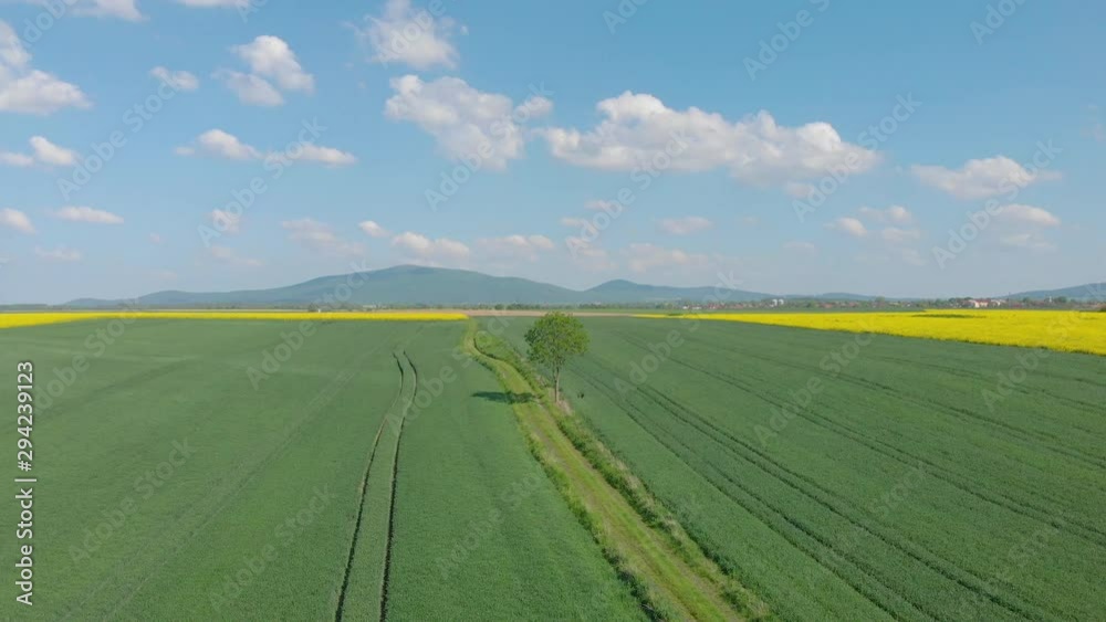 drone view of an agricultural field with a lonely tree (aerial) drone view of an agricultural field with a lonely tree (aerial)