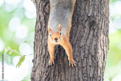 Squirrel on ground. Squirrel nature view. Squirrel portrait. Squirrel funny