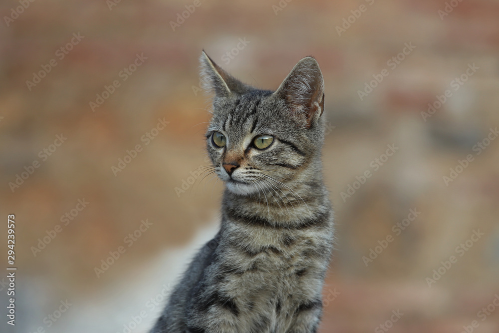 Cute cats living among stones in the ancient city of Izmir / Selcuk / Ephesus. Cute cats living among stones in the ancient city of Izmir / Selcuk / Ephesus.