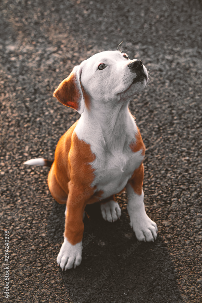 Cute puppy crossbreed dog on grey background.