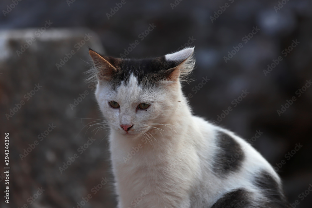Cute cats living among stones in the ancient city of Izmir / Selcuk / Ephesus. Cute cats living among stones in the ancient city of Izmir / Selcuk / Ephesus.