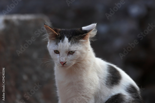 Cute cats living among stones in the ancient city of Izmir / Selcuk / Ephesus.