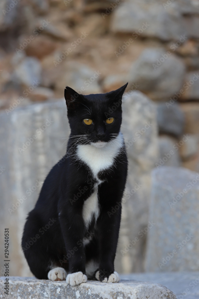 Cute cats living among stones in the ancient city of Izmir / Selcuk / Ephesus. Cute cats living among stones in the ancient city of Izmir / Selcuk / Ephesus.