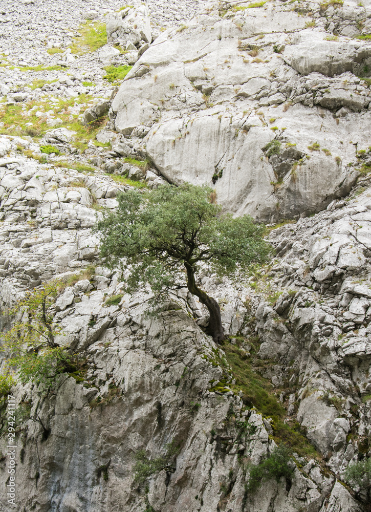 Tree on the mountain wall