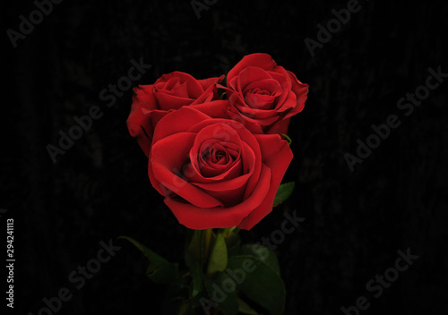 Fototapeta Naklejka Na Ścianę i Meble -  Red rose on black background