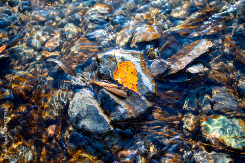  autumn yellow leaf lies on a stone in a lake