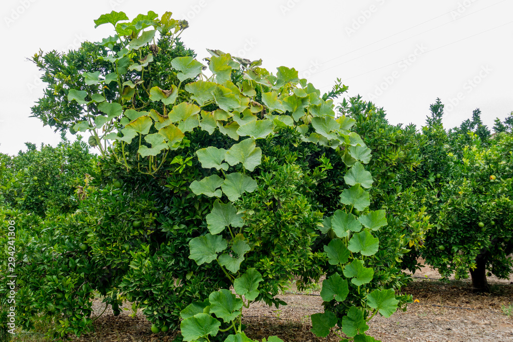 Naranjos invadidos por hojas de calabazas Naranjos invadidos por hojas de calabazas