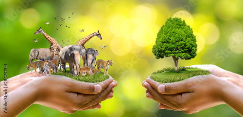Fototapeta Naklejka Na Ścianę i Meble -  Concept Nature reserve conserve Wildlife reserve tiger Deer Global warming Food Loaf Ecology Human hands protecting the wild and wild animals tigers deer, trees in the hands green background Sun light