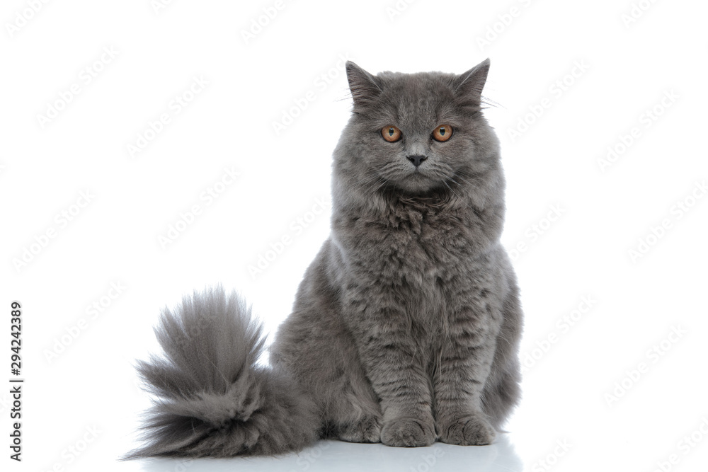 british longhair cat sitting and staring at camera calm - obrazy, fototapety, plakaty 