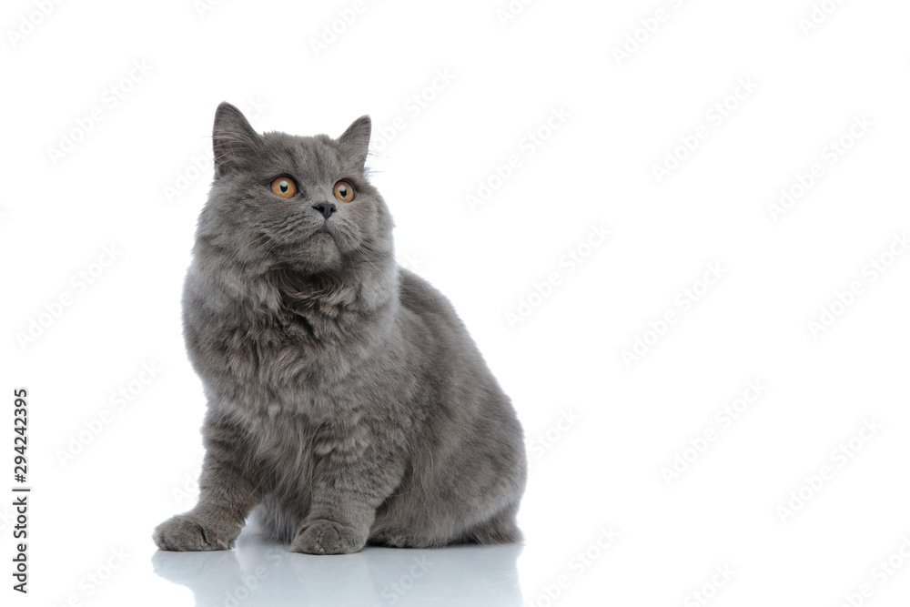 british longhair cat sitting and looking away pensive - obrazy, fototapety, plakaty 