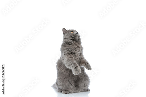 Fotografie british longhair cat standing on hind legs and looking up