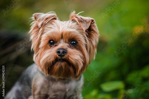 portrait of a Terrier