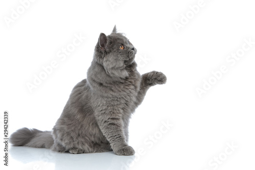 british longhair cat playing with one paw up happy