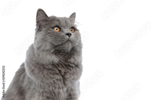 Quadro su tela british longhair cat sitting and looking up curious