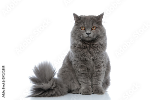 british longhair cat sitting and staring at camera calm
