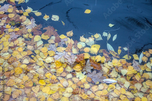 Fallen bright yellow birch leaves on the water in the pond on a cloudy autumn day