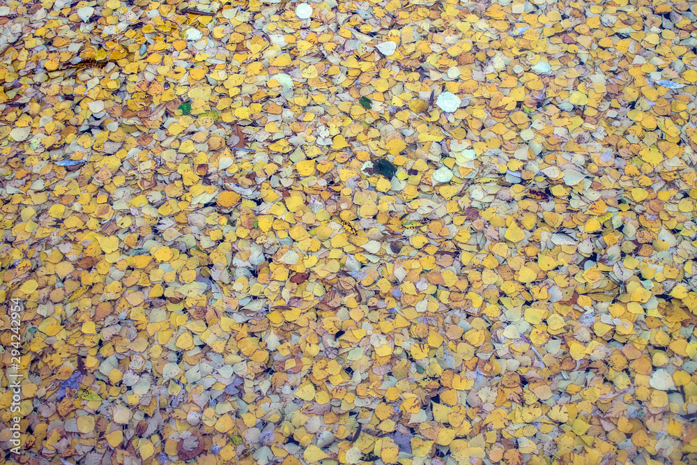 Fallen bright yellow birch leaves on the water in the pond on a cloudy autumn day Fallen bright yellow birch leaves on the water in the pond on a cloudy autumn day