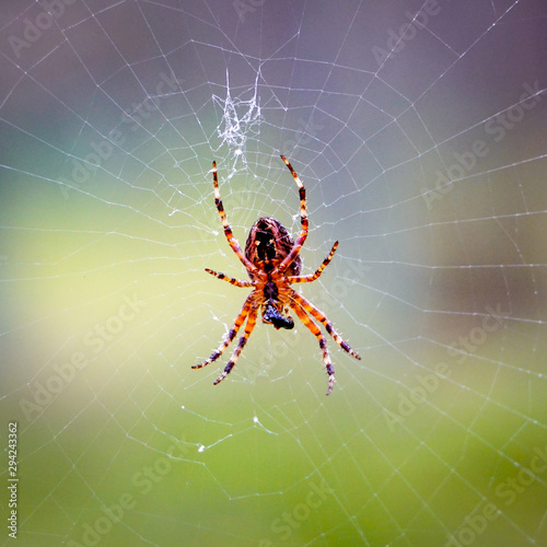 a spider web with a spider at its center