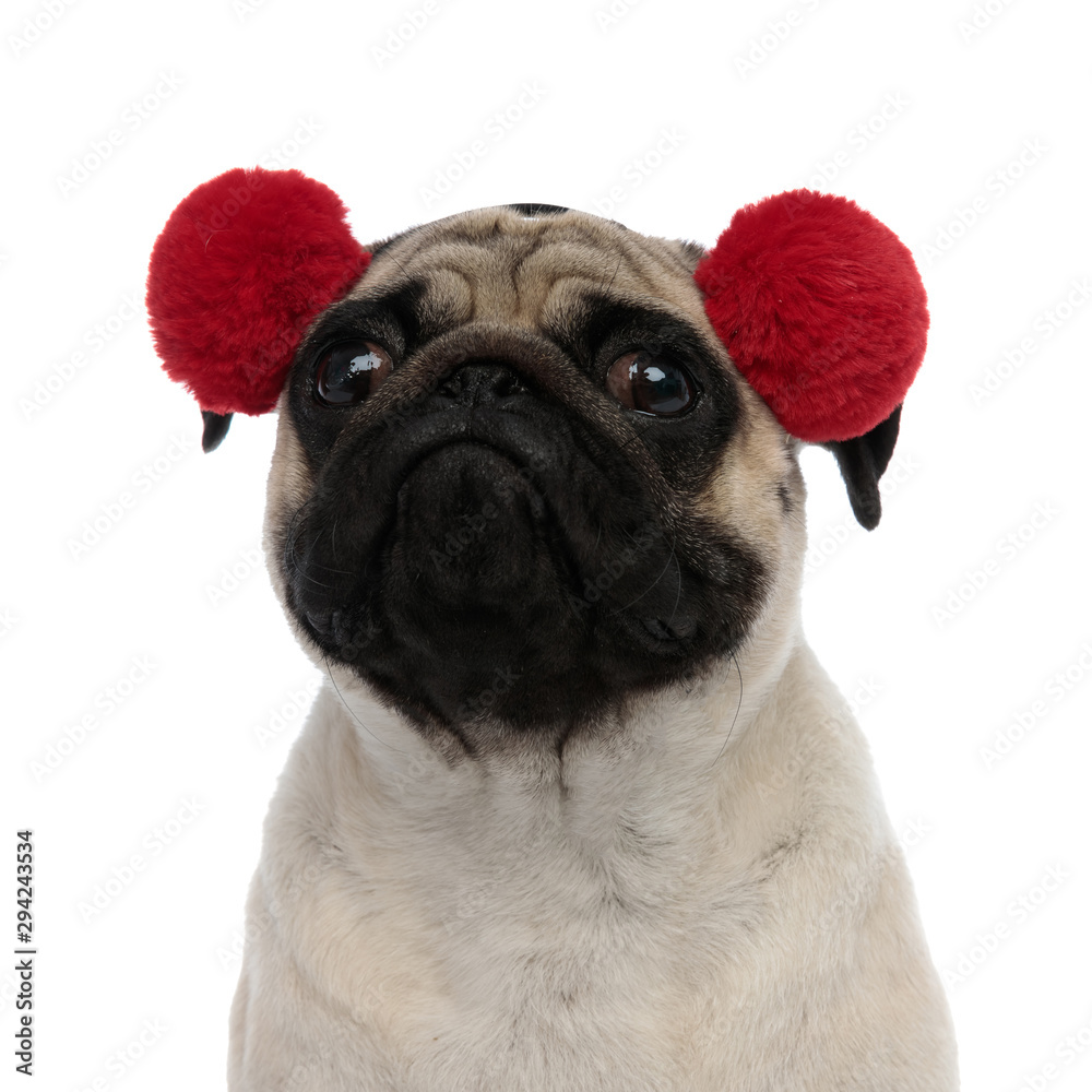 Close up of upset pug wearing red earmuffs