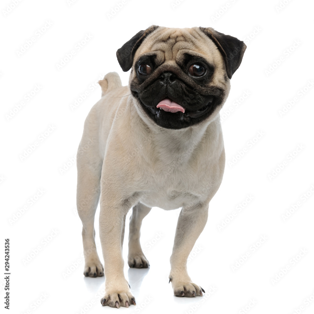 Happy pug smiling and panting while looking forward