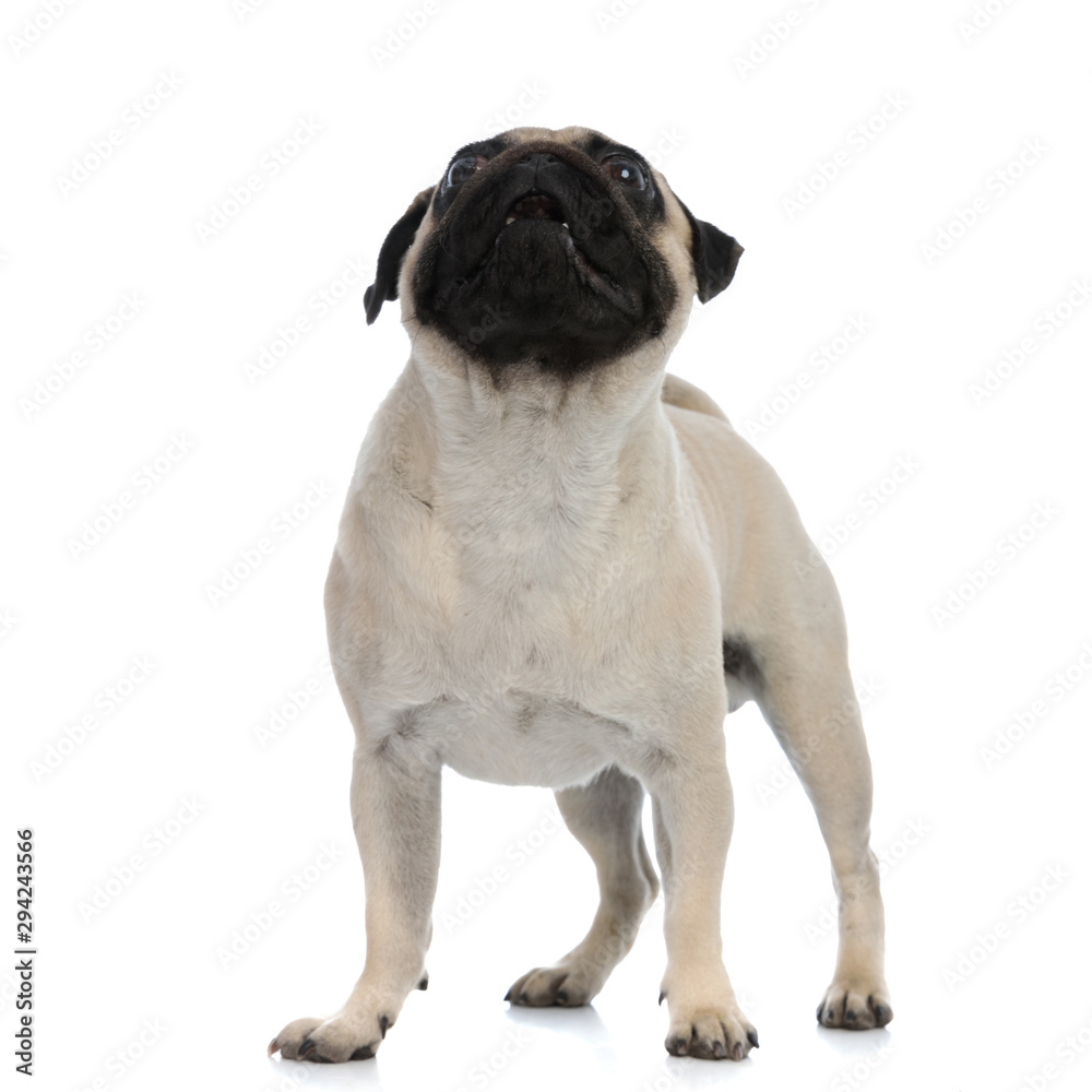 Obraz premium Eager pug looking upward with his mouth open