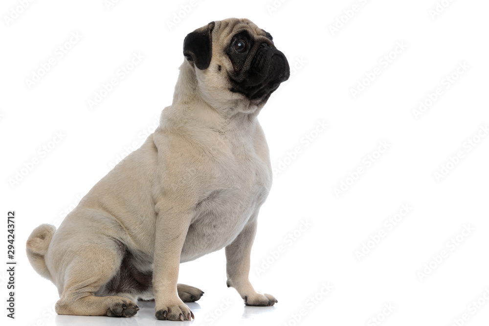 Side view of a dutiful pug looking forward Side view of a dutiful pug looking forward