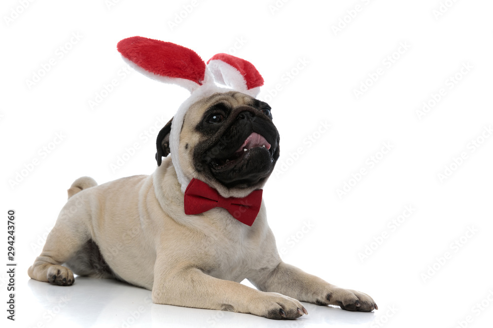 Adorable pug panting and looking up while wearing bunny ears