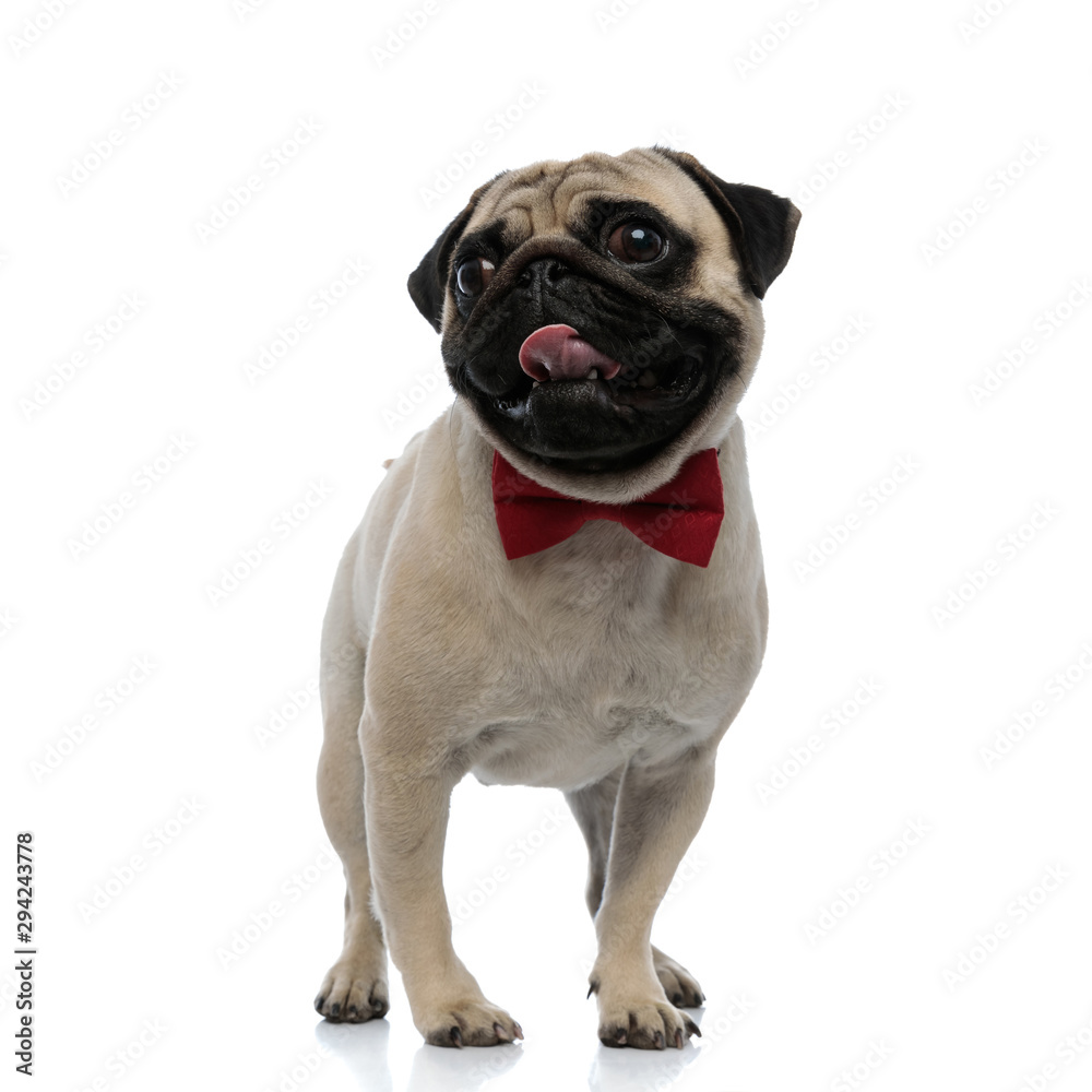 Cheerful pug wearing a bow tie and panting