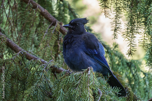 Steller's Jay Cyanocitta stelleri Pacific coast form.