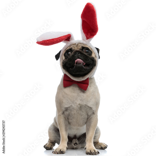 Lovely pug wearing bunny ears and a red bowtie