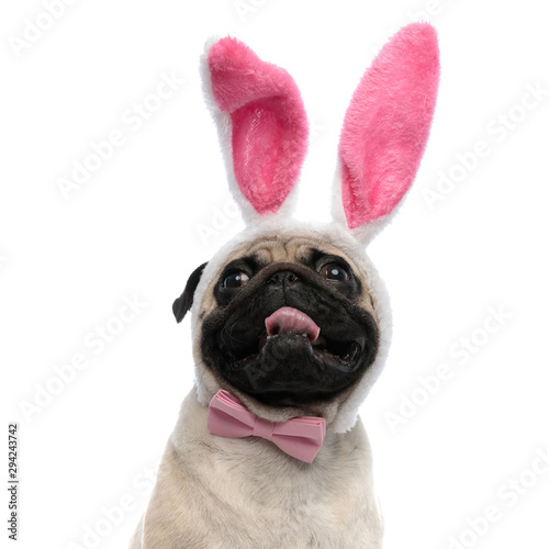 Clumsy pug panting while wearing pink bowtie and bunny ears © Viorel Sima