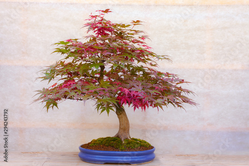  Red bonsai tree on beige background