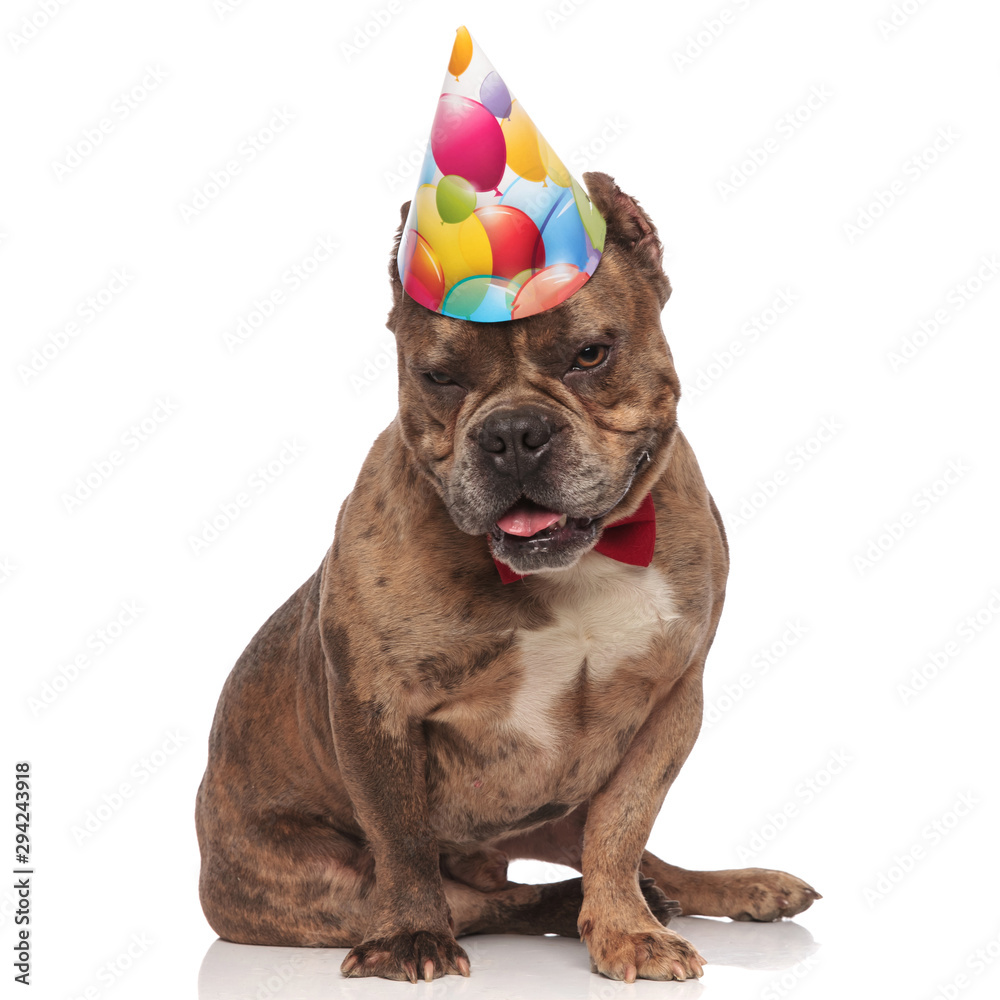 cute american bully wearing birthday party and bowtie