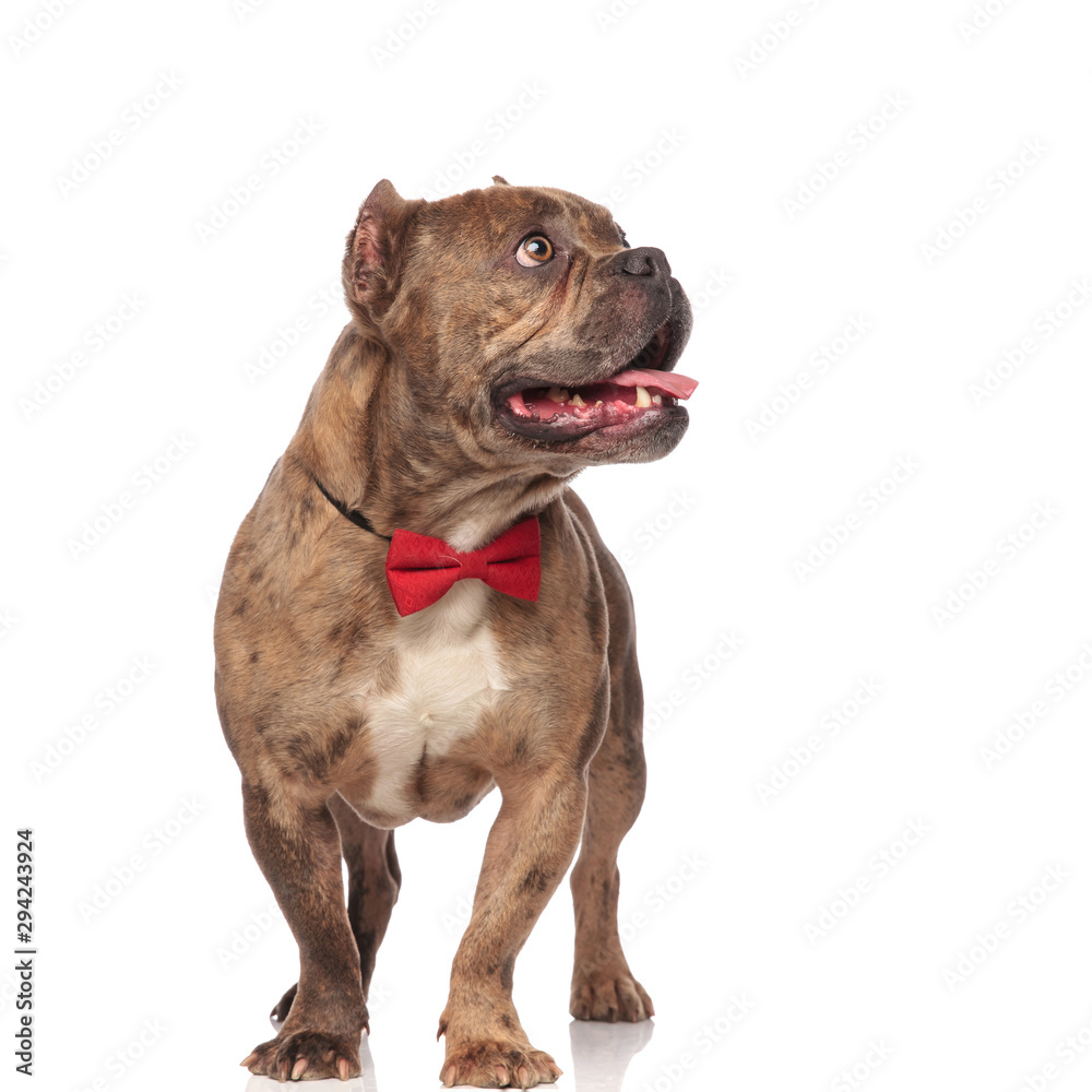 curious american bully wearing red bowtie and panting